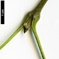SpeciesSub: var. toumeyi SpeciesSub: var. toumeyi